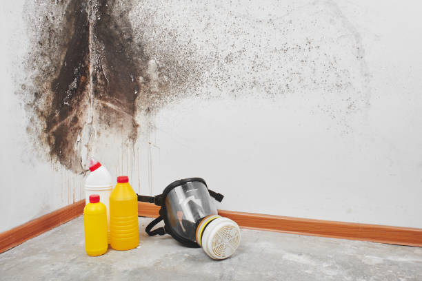 Best Post-Flood Mold Remediation in Springtown, TX