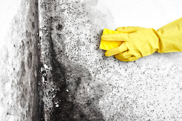 Professional Mold Remediation in Springtown, TX