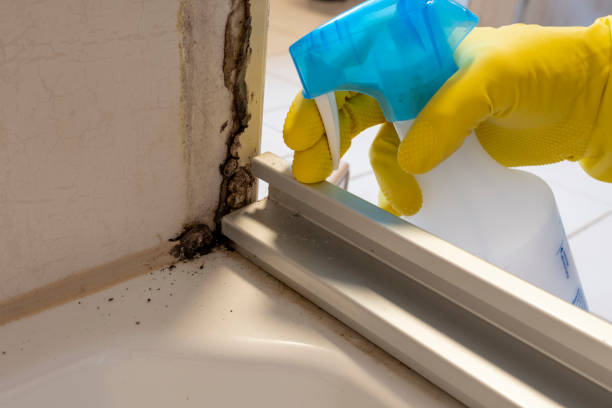 Best Basement Mold Remediation in Springtown, TX