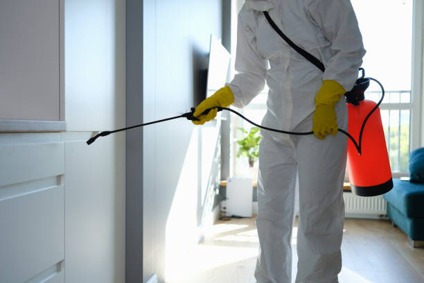 Best Preventive Mold Services in Springtown, TX