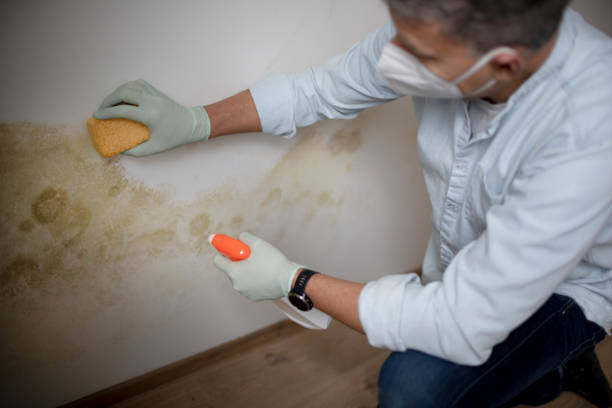 Best Residential Mold Remediation in Springtown, TX