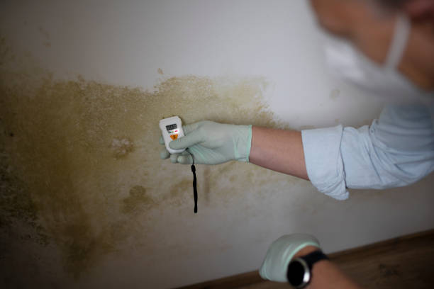 Best Black Mold Remediation in Springtown, TX