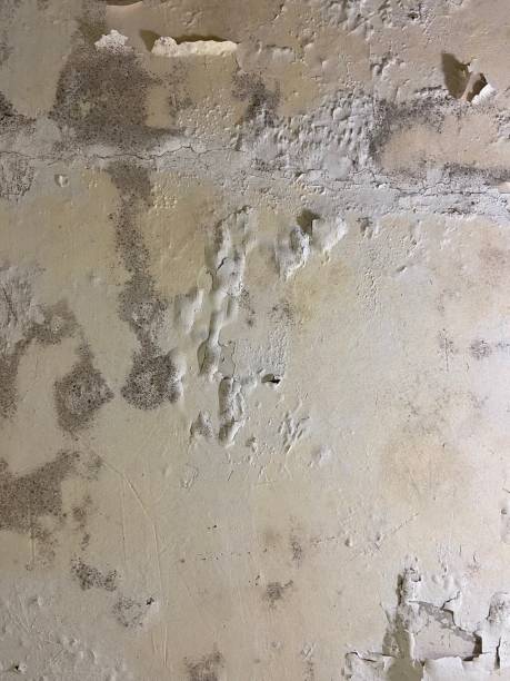 Best Industrial Mold Remediation in Springtown, TX