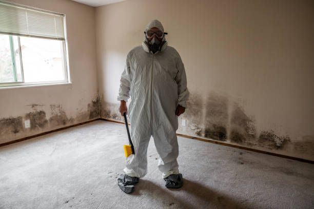 Best Attic Mold Remediation in Springtown, TX