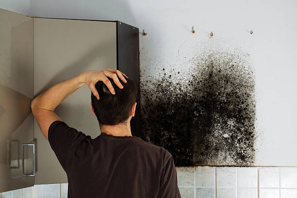 Best Health and Safety Mold Remediation in Springtown, TX