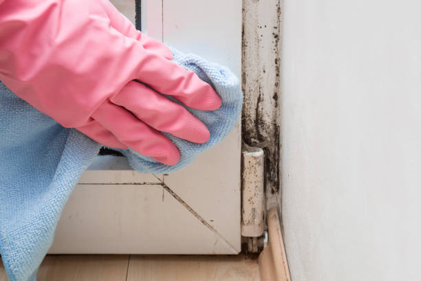 Best Commercial Mold Remediation in Springtown, TX